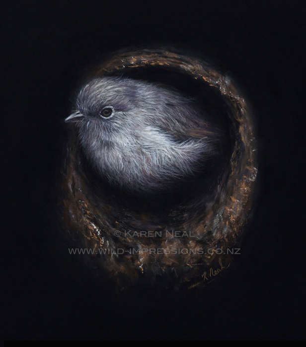 Stewart Island robin pastel painting by wildlife artist Karen Neal