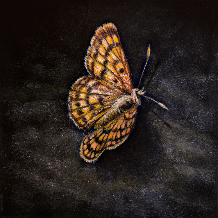 New Zealand Butterfly painting, Common Copper by wildlife artist Karen Neal