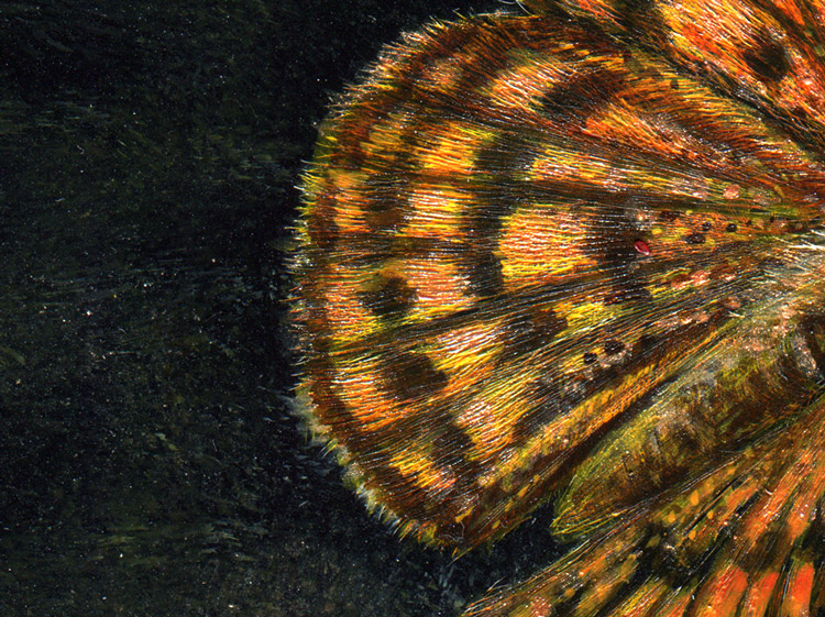 New Zealand Butterfly painting, Common Copper by wildlife artist Karen Neal