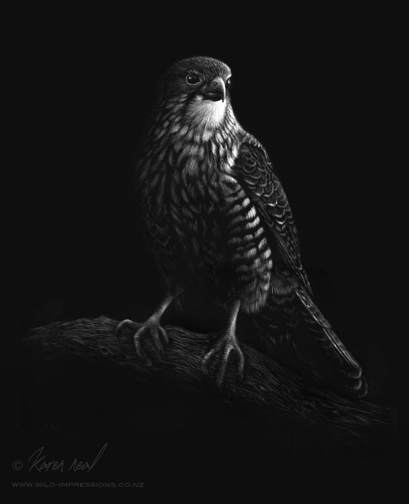 Karearea (New Zealand native falcon) by NZ Wildlife Artist Karen Neal
