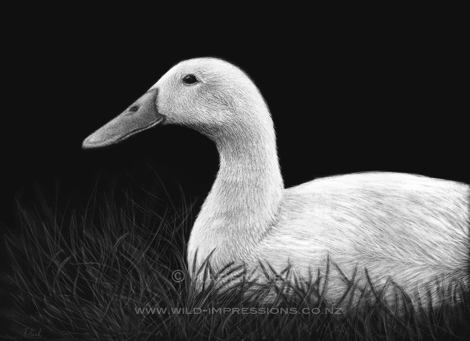Indian runner duck scratchboard artwork by wildlife artist Karen Neal