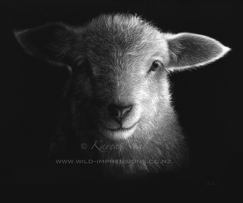 Lamb scratchboard by Karen Neal lamb deer scratchboard artwork