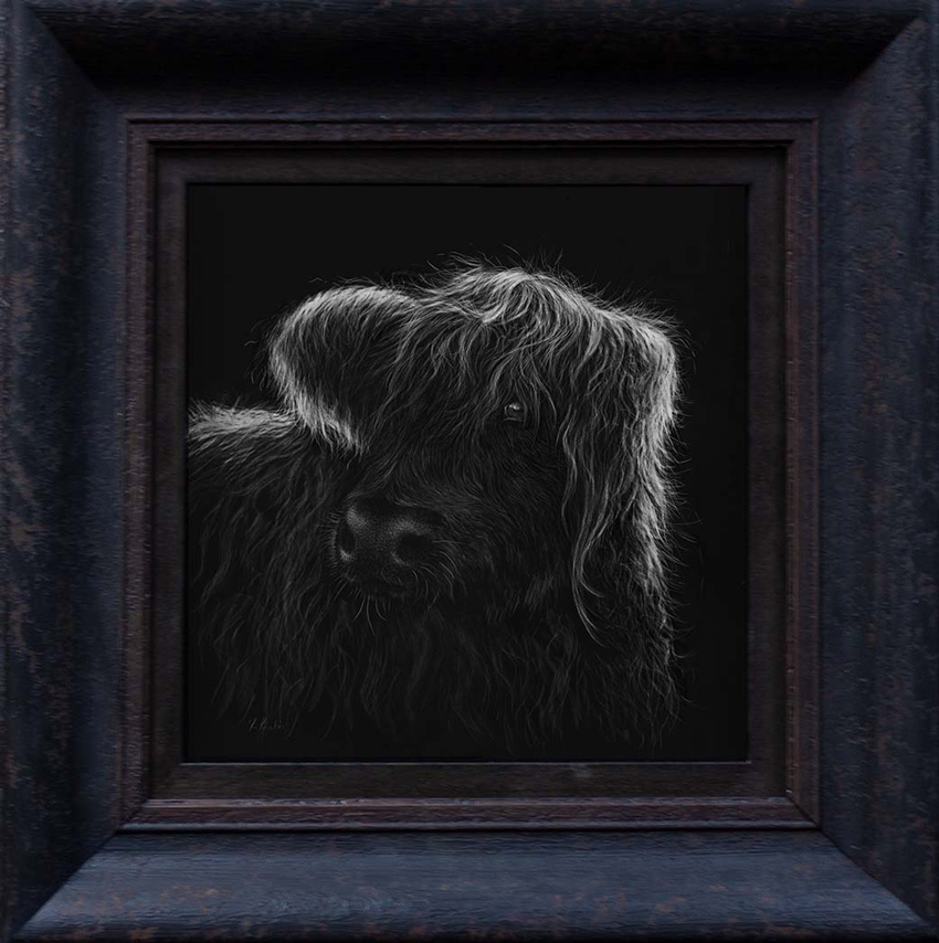 Highland cow scratchboard