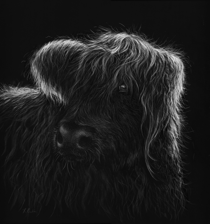 Highland cow scratchboard