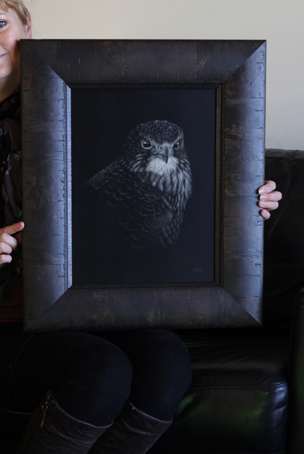 New Zealand Falcon Karearea Scratchboard Art by Wildlife artist Karen Neal