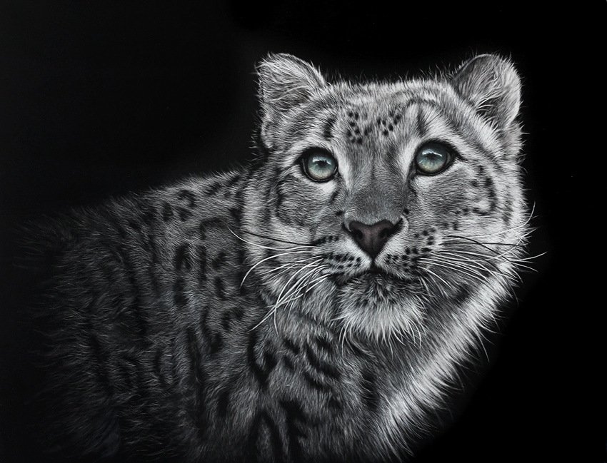 "Stalking Snowshoes" scratchboard Snow leopard scratchboard artwork by New Zealand wildlife artist Karen Neal