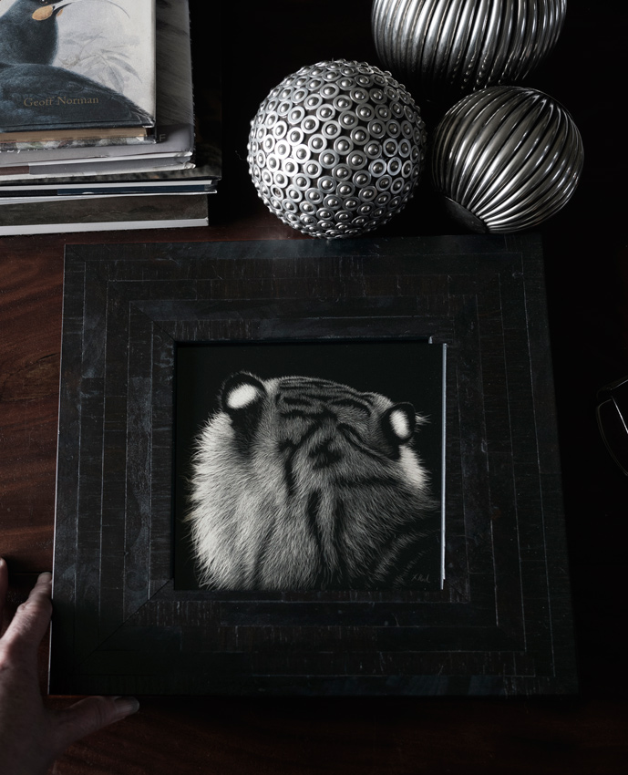 Sumatran tiger scratchboard artwork framed shown with the artist