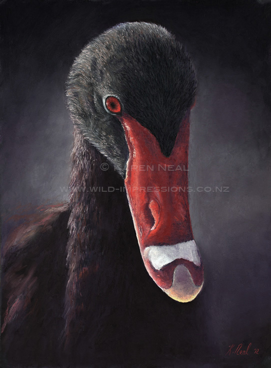 Black swan painting in soft pastels Black swan painting by New Zealand wildlife artist Karen Neal