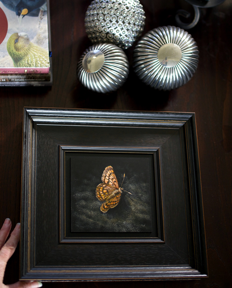 New Zealand Butterfly painting, Common Copper by wildlife artist Karen Neal