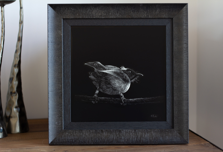 Hihi Scratchboard framed Hihi Stitchbird artwork framed
