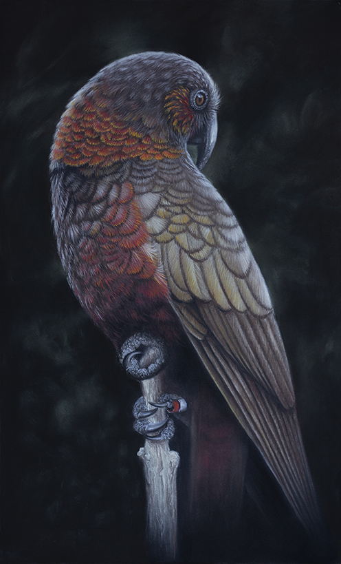 Kaka is our native forest bird Kaka native forest parrot bird artwork