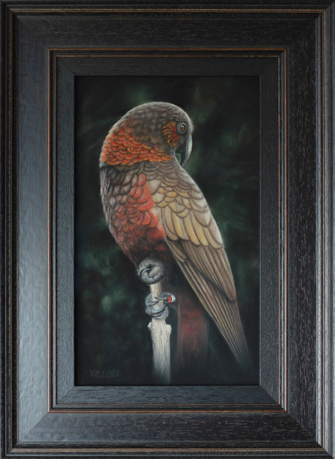 New Zealand Kaka Bird Painting kaka new zealand forest parrot