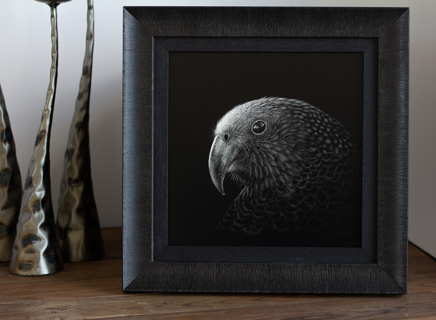 Kaka Scratchboard framed Kaka artwork framed
