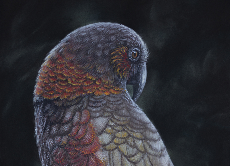 Closeup of Kaka artwork New Zealand Kaka