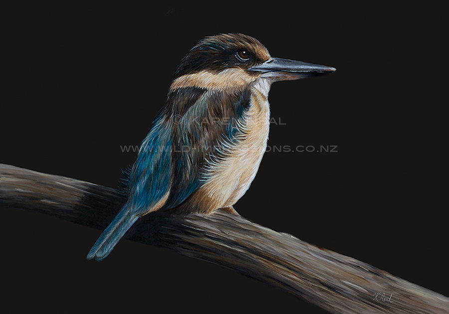 New Zealand kingfisher "Kotare" painting by wildlife artist Karen Neal