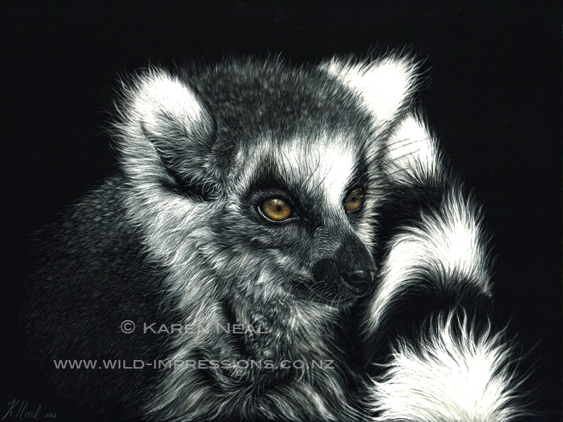 Lemur scratchboard art Lemur Scratchboard artwork by wildlife artist Karen Neal