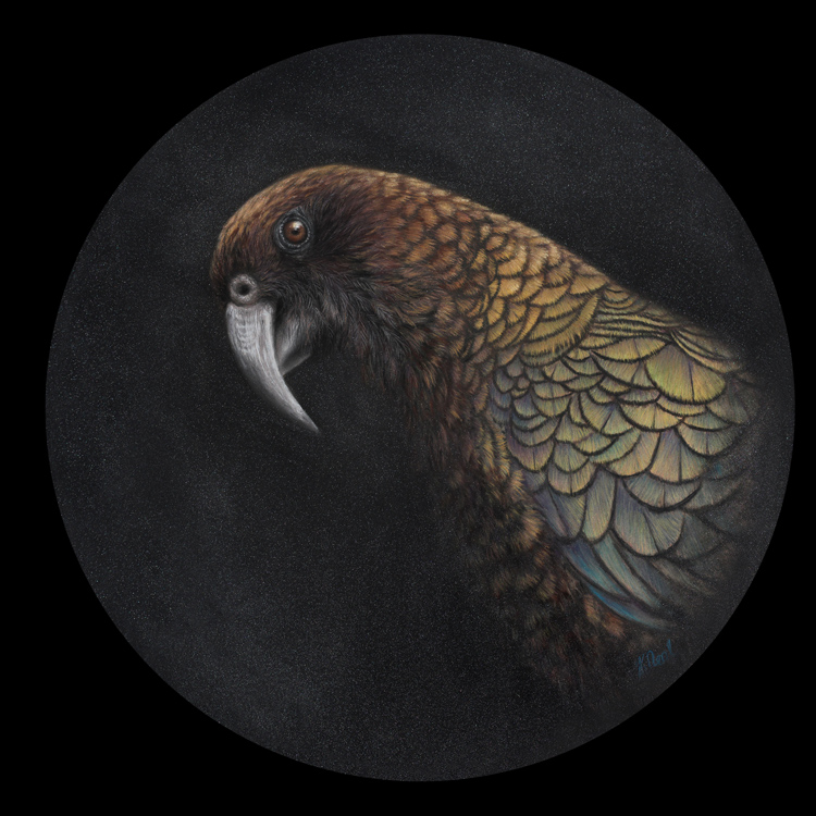 New Zealand Kea Painting Pastel