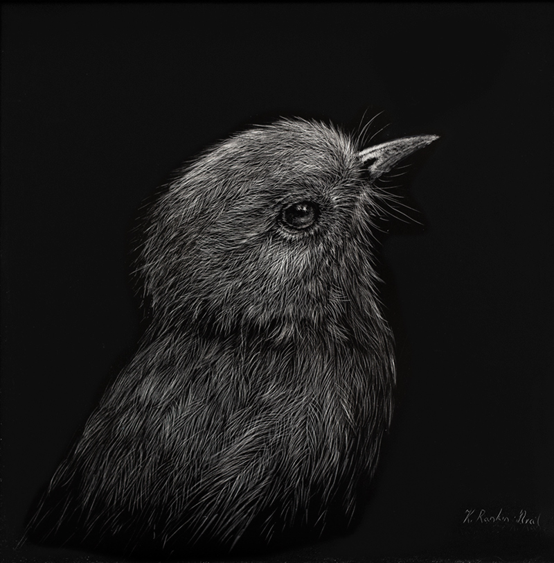 Touwaiwai Scratchboard New Zealand robin artwork