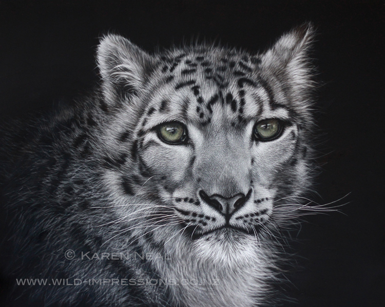 Snow Leopard Scratchboard Artwork Snow Leopard Scratchboard Artwork by Wildlife Artist Karen Neal