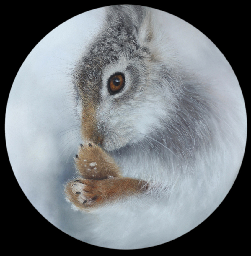 scottish snowy mountain hare painting