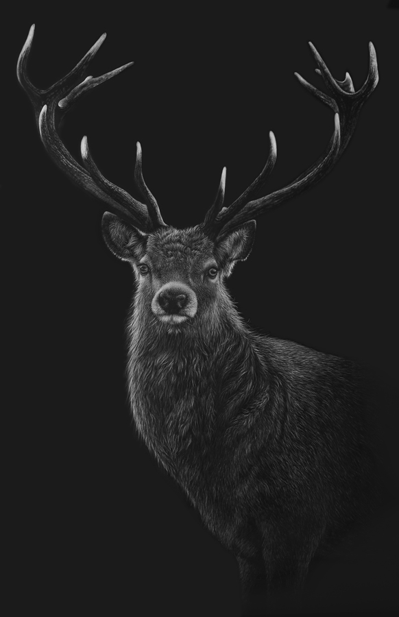Stags Cradle scratchboard Stag painting artwork