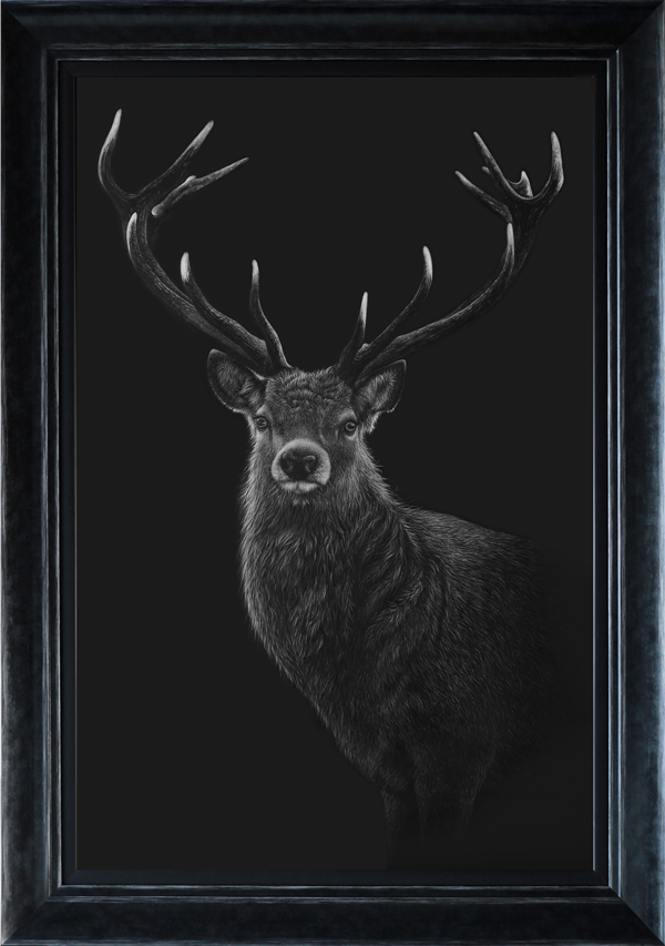 Stags Cradle scratchboard