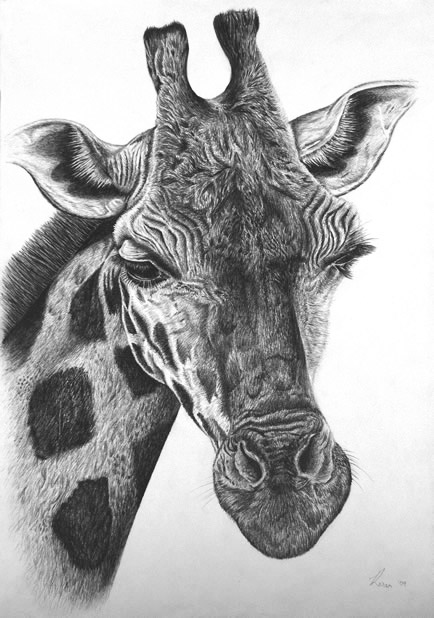 Wildlife painting of Orana Park giraffe "Tall Blonde" by NZ Artist Karen Neal