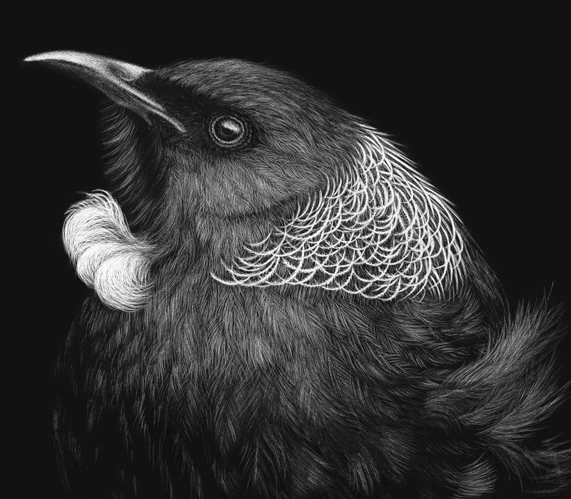 New Zealand Tui Scratchboard New Zealand Tui by wildlife artist Karen Neal