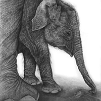 Baby elephant pencil portrait by Karen Neal, NZ wildlife artist