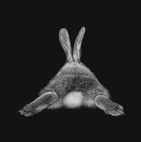 Bunny rabbit print