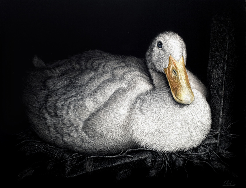 Indian runner duck scratchboard artwork by wildlife artist Karen Neal