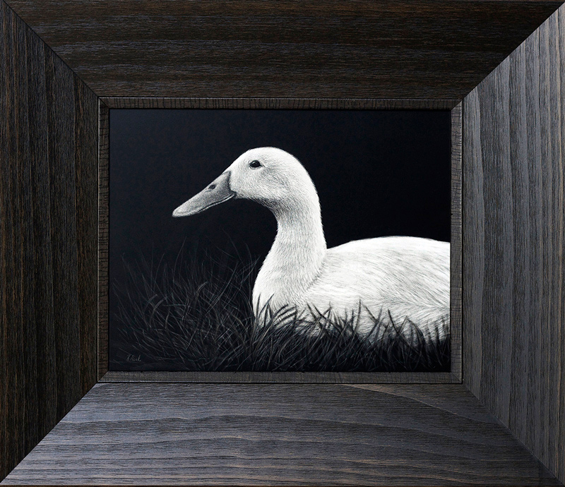 Indian runner duck scratchboard artwork by wildlife artist Karen Neal