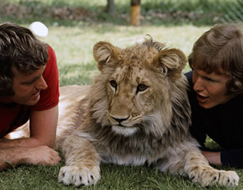 John and Ace with Christian the Lion in the UK in the 1970's John and Ace with Christian the Lion in the UK in 1970s. Painting donation by wildlife artist Karen Neal