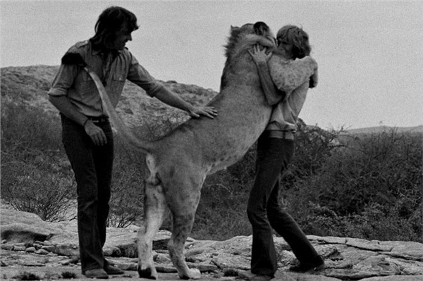 Christian the Lion reunion