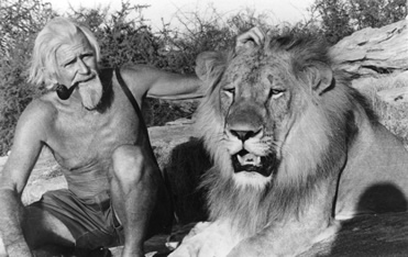 George Adamson with Christian as an adult lion. George Adamson with Christian as an adult lion. Painting donation to George Adamson Wildlife Trust by wildlife artist Karen Neal